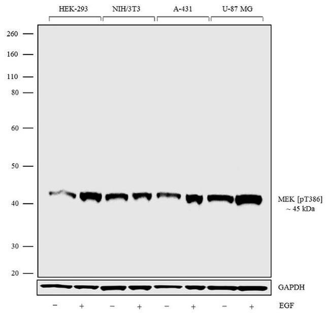 Phospho-MEK1 (Thr386) Antibody