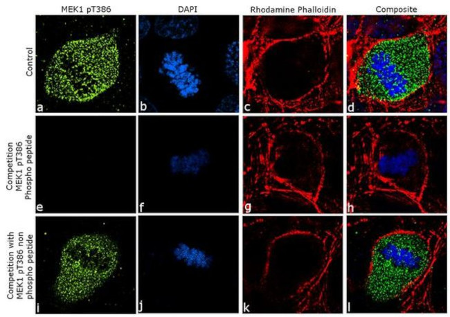 Phospho-MEK1 (Thr386) Antibody in Immunocytochemistry (ICC/IF)