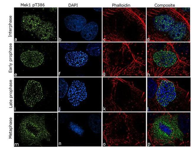 Phospho-MEK1 (Thr386) Antibody