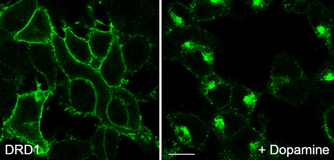 DRD1 Antibody in Immunocytochemistry (ICC/IF)