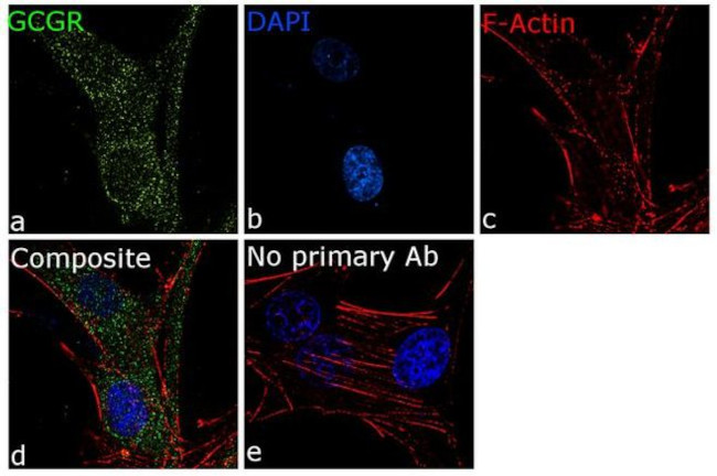 Glucagon Receptor Antibody in Immunocytochemistry (ICC/IF)