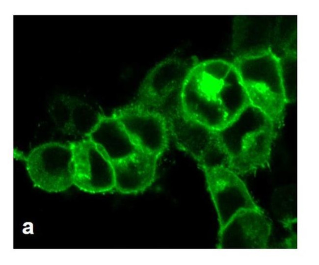 AVPR1A Antibody in Immunocytochemistry (ICC/IF)