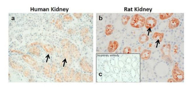 AVPR1A Antibody in Immunohistochemistry (IHC)