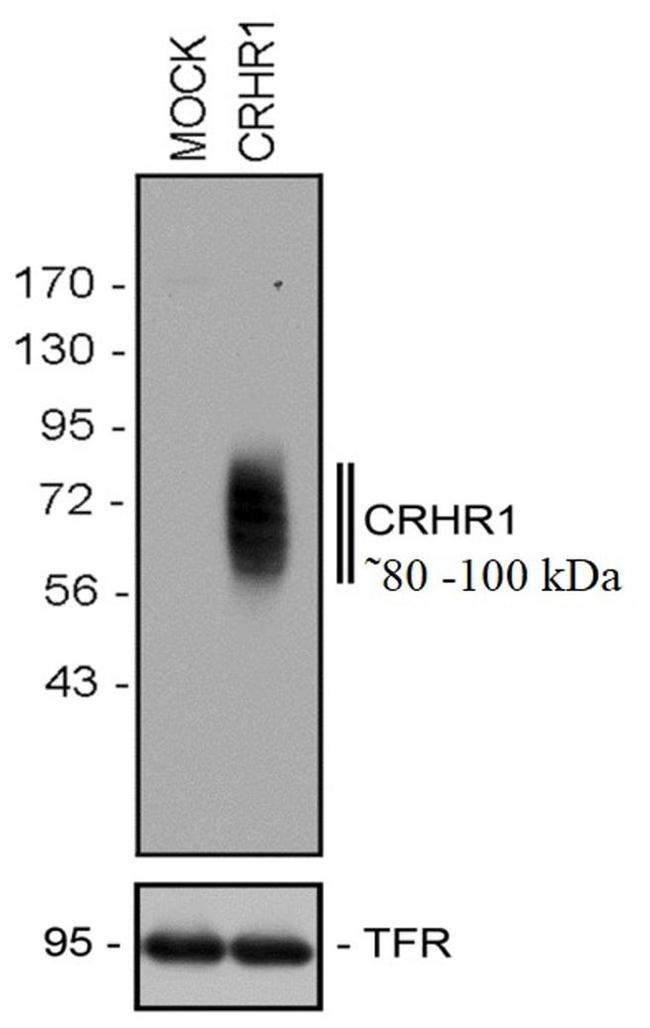 CRHR1 Antibody in Western Blot (WB)