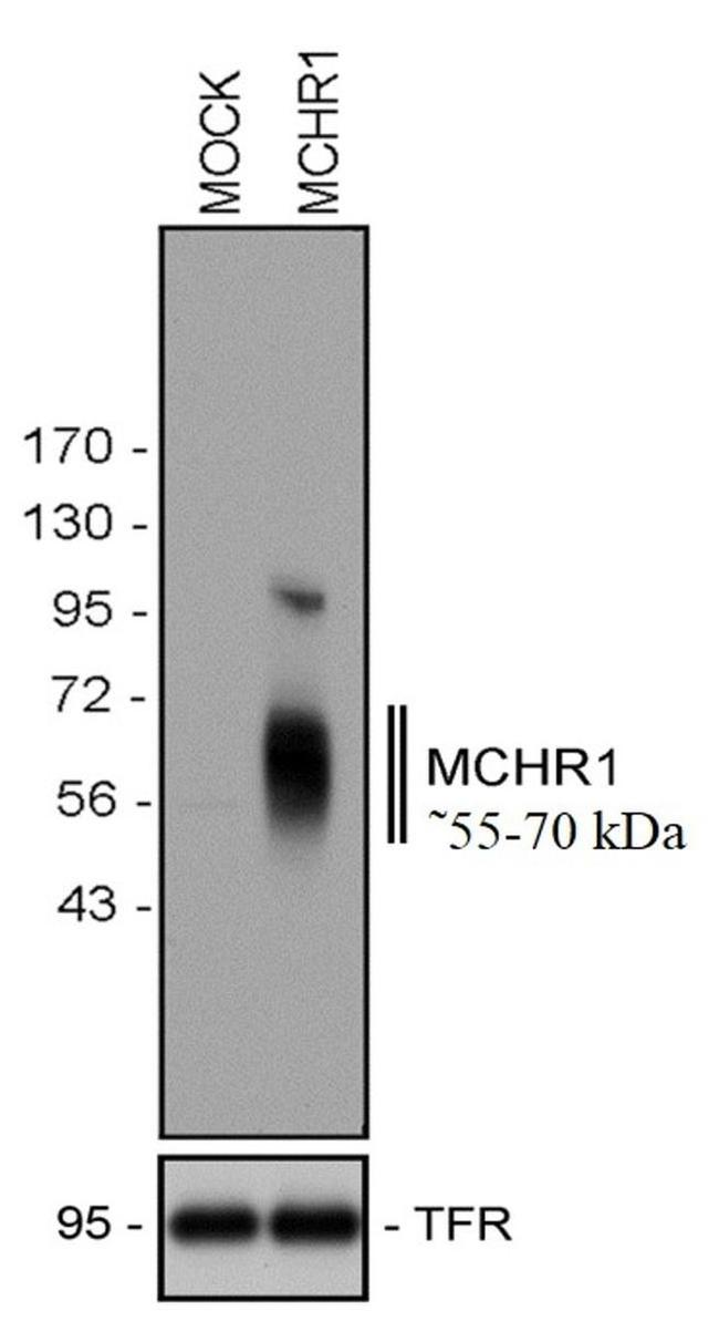 MCHR1 Antibody in Western Blot (WB)