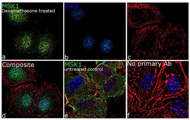 MSK1 Antibody