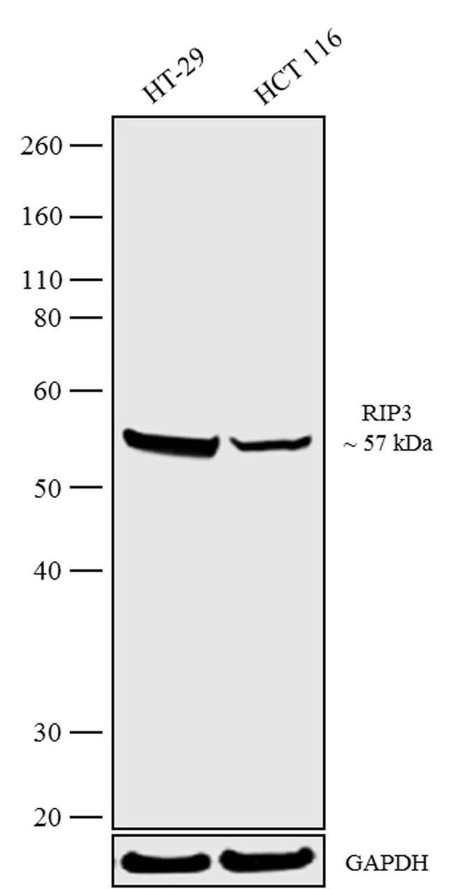 RIP3 Antibody in Western Blot (WB)