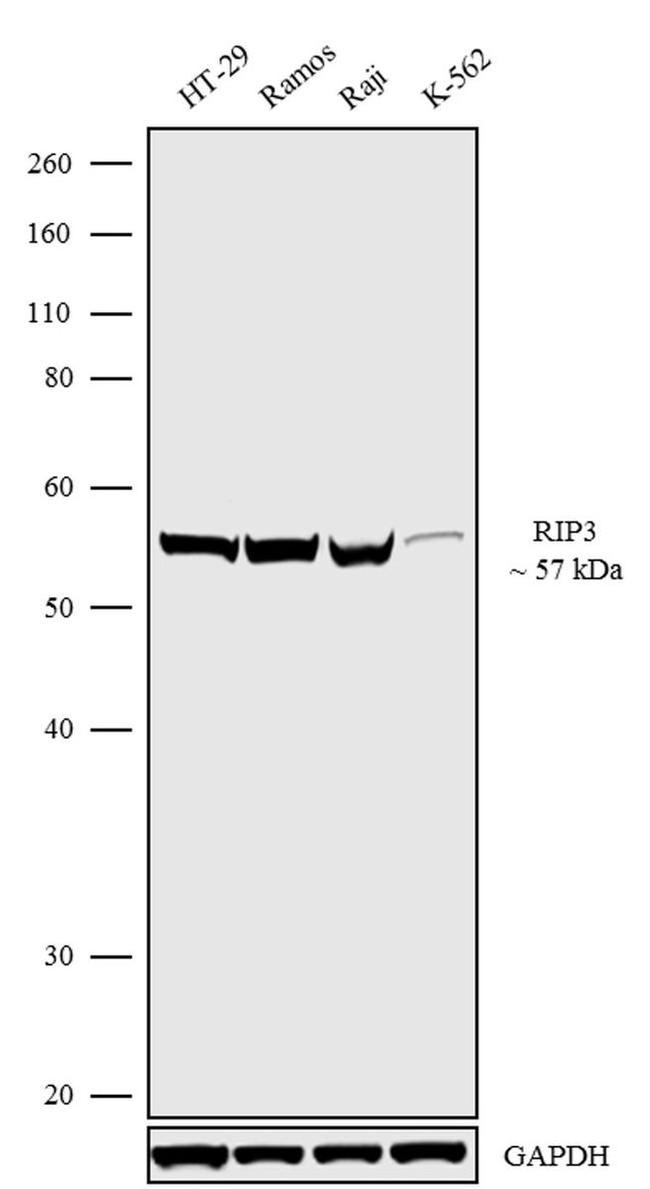 RIP3 Antibody in Western Blot (WB)