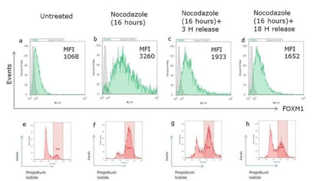 FOXM1 Antibody in Flow Cytometry (Flow)