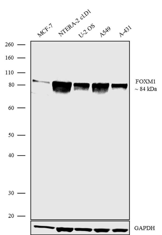 FOXM1 Antibody in Western Blot (WB)