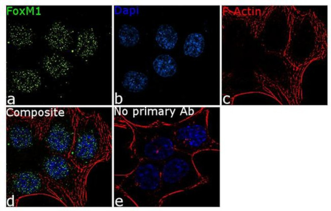 FOXM1 Antibody in Immunocytochemistry (ICC/IF)