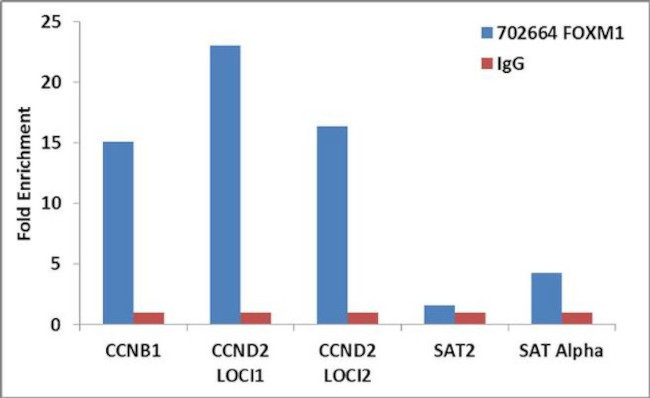 FOXM1 Antibody in ChIP Assay (ChIP)