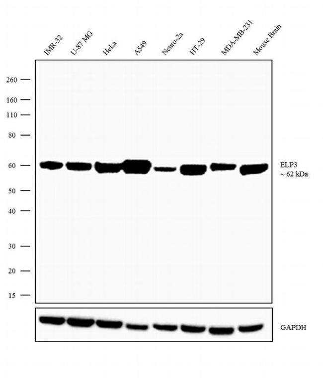 ELP3 Antibody in Western Blot (WB)