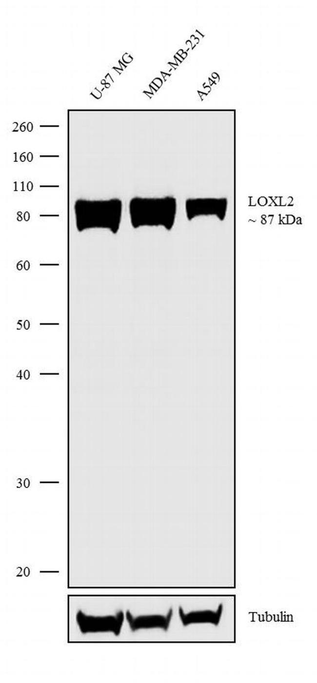 LOXL2 Antibody in Western Blot (WB)