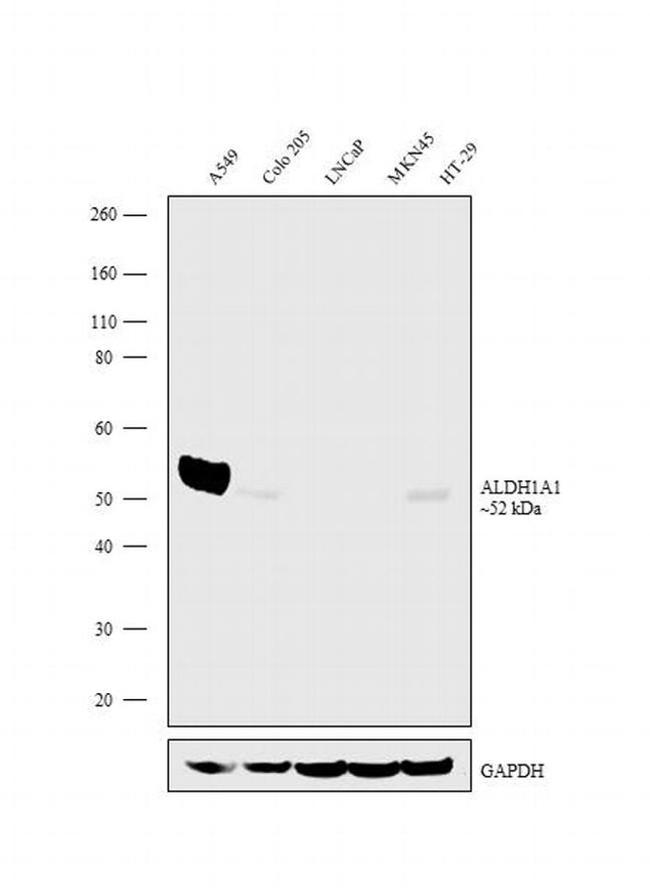 ALDH1A1 Antibody in Western Blot (WB)