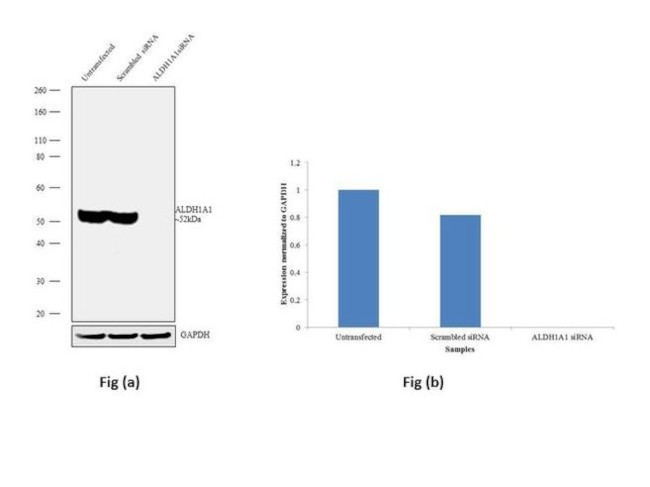 ALDH1A1 Antibody