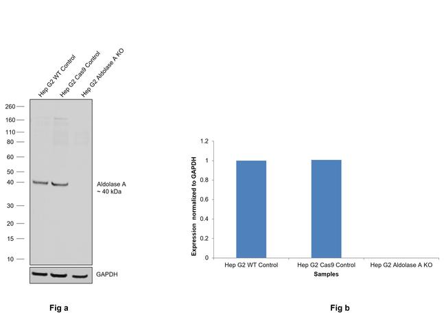 Aldolase A Antibody in Western Blot (WB)