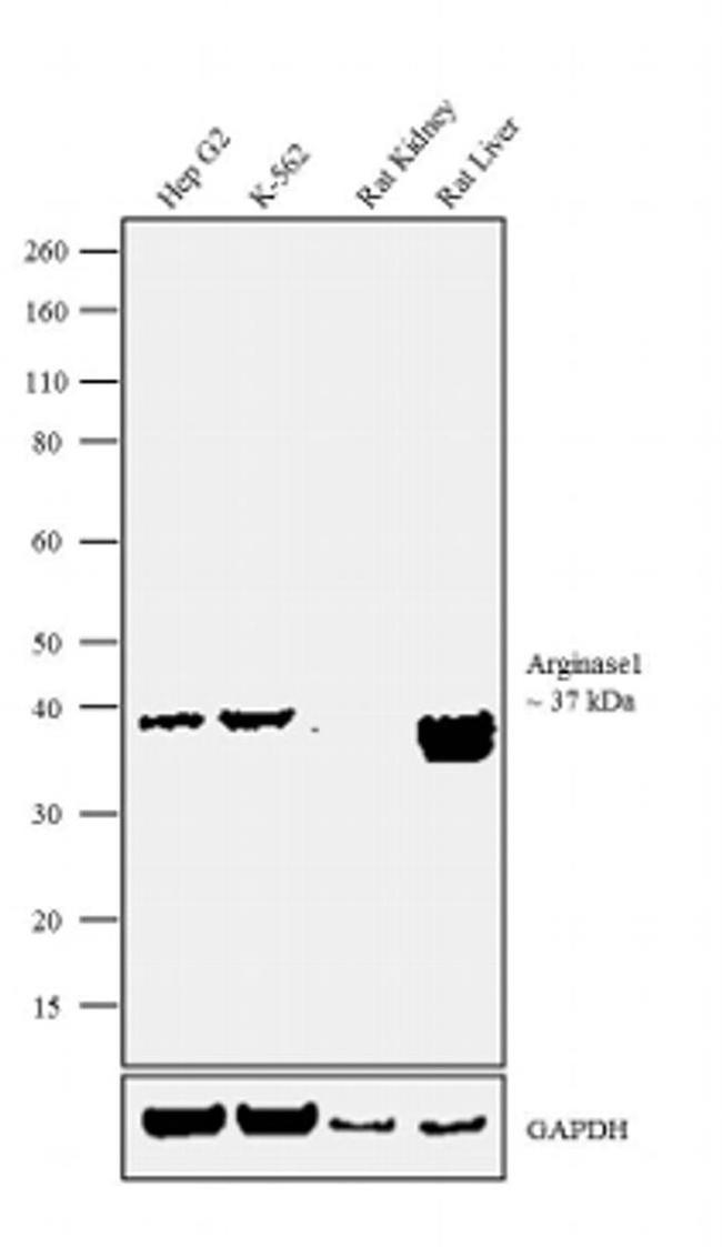 Arginase 1 Antibody in Western Blot (WB)