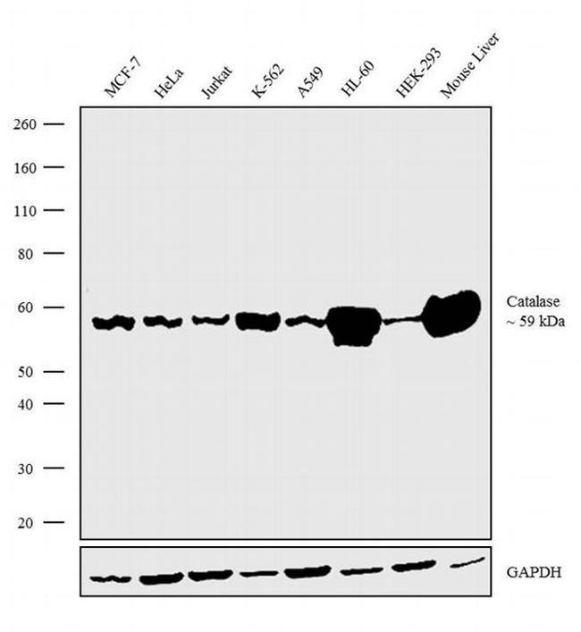 Catalase Antibody in Western Blot (WB)