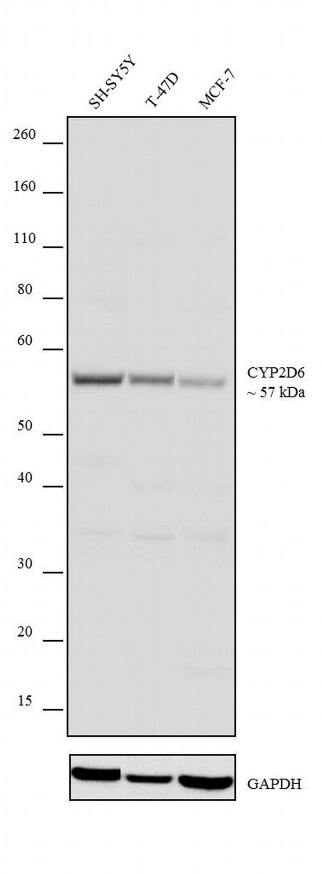 CYP2D6 Antibody in Western Blot (WB)