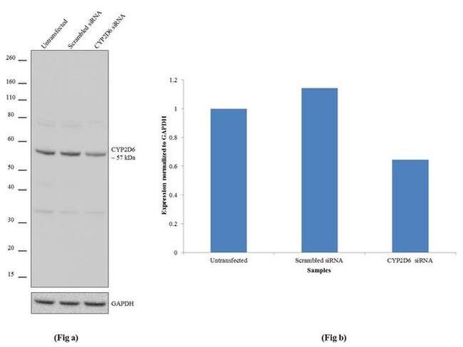 CYP2D6 Antibody in Western Blot (WB)