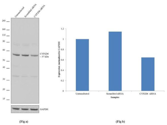 CYP2D6 Antibody