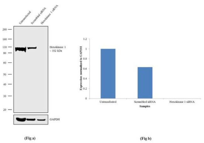 HK1 Antibody