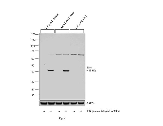 IDO Antibody in Western Blot (WB)