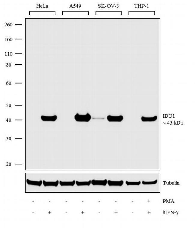 IDO Antibody in Western Blot (WB)