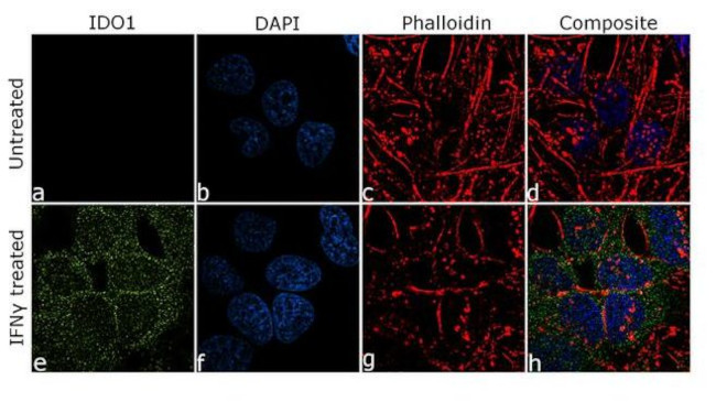 IDO Antibody in Immunocytochemistry (ICC/IF)