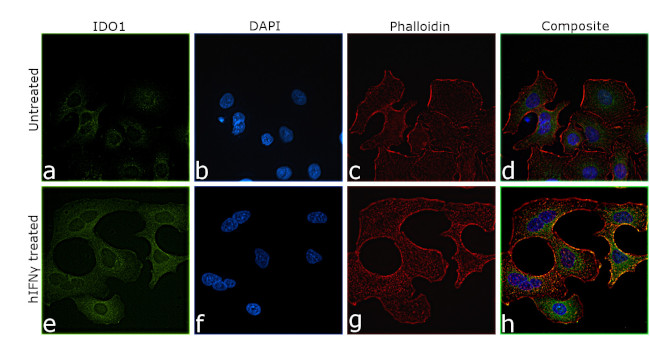 IDO Chimeric Antibody in Immunocytochemistry (ICC/IF)