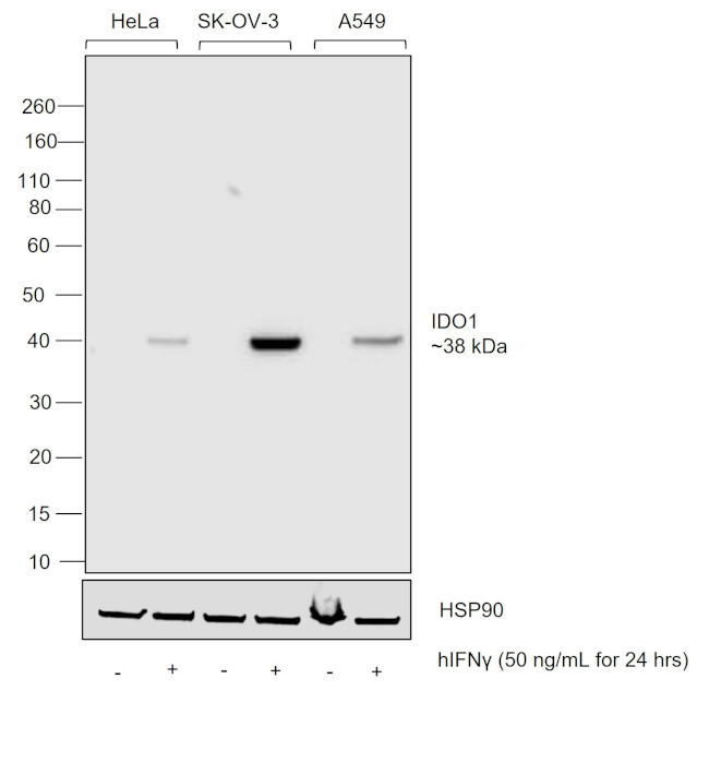 IDO Chimeric Antibody in Western Blot (WB)