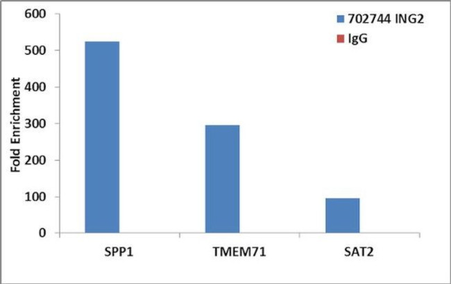 ING2 Antibody in ChIP Assay (ChIP)