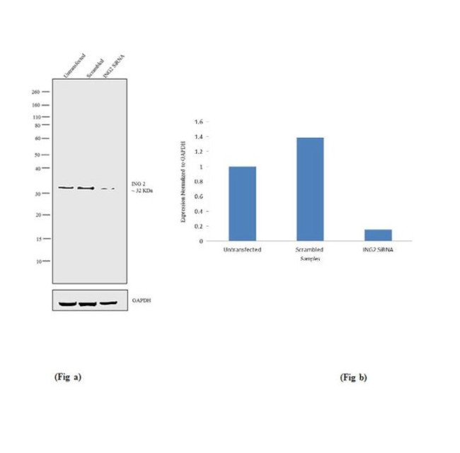 ING2 Antibody