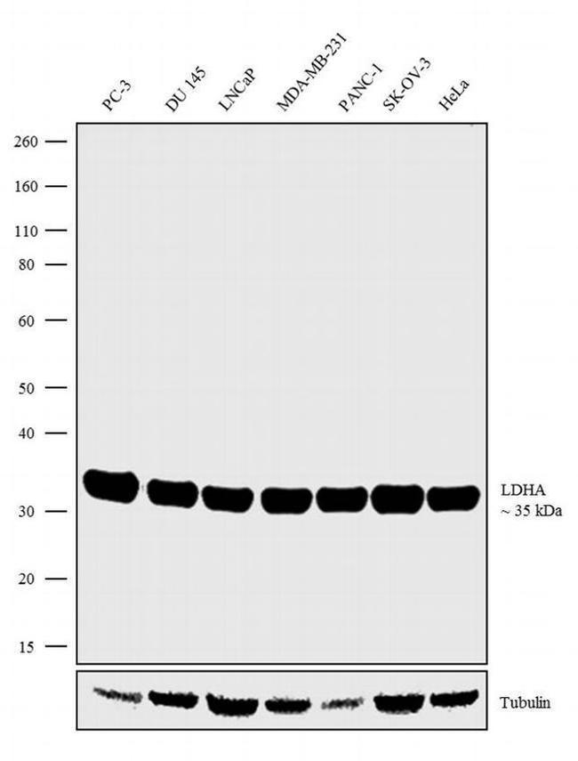 LDHA Antibody in Western Blot (WB)