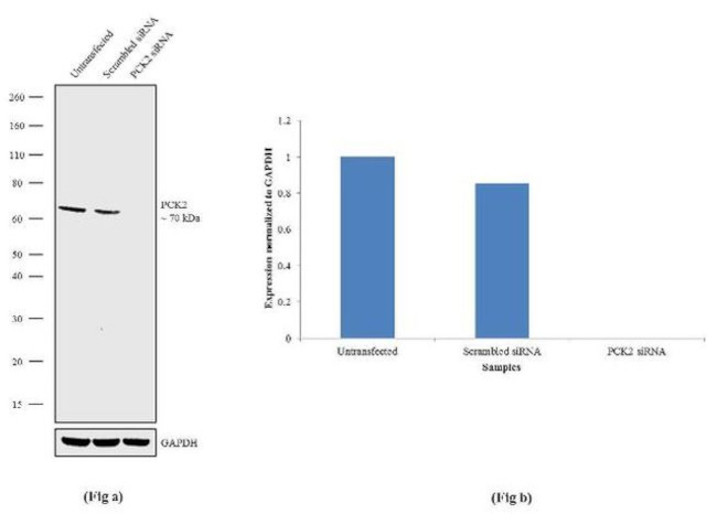 PCK2 Antibody