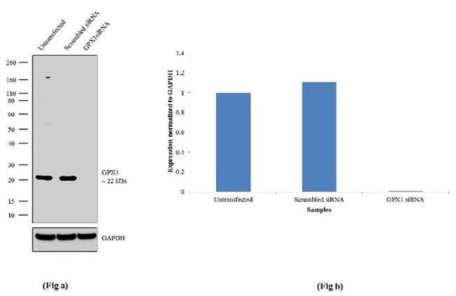 GPX1 Antibody in Western Blot (WB)