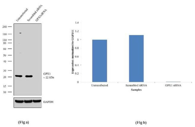 GPX1 Antibody