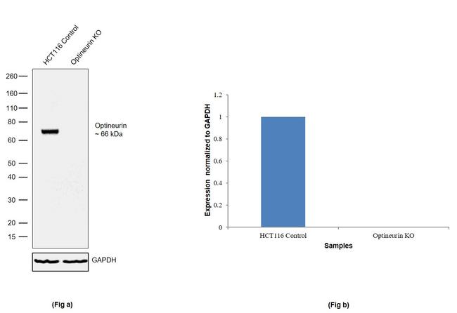 Optineurin Antibody in Western Blot (WB)