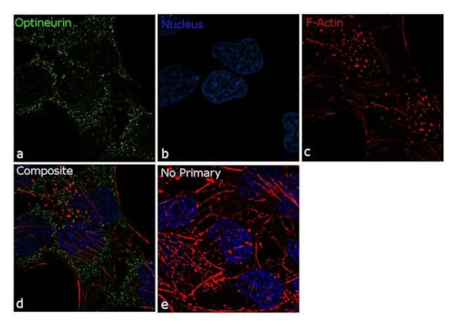 Optineurin Antibody in Immunocytochemistry (ICC/IF)