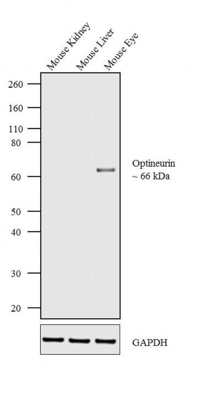 Optineurin Antibody