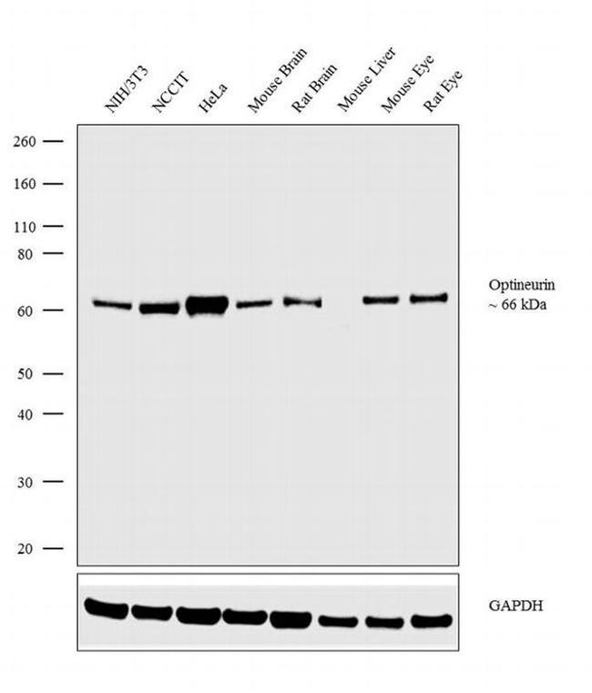 Optineurin Antibody in Western Blot (WB)