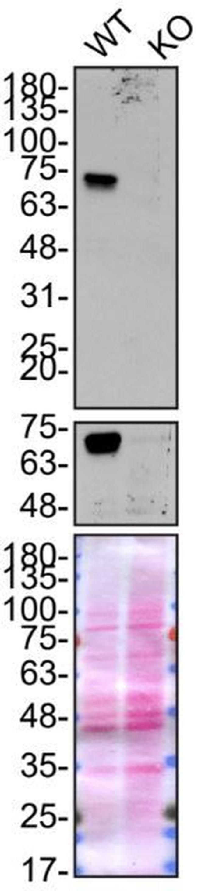 Optineurin Antibody in Western Blot (WB)