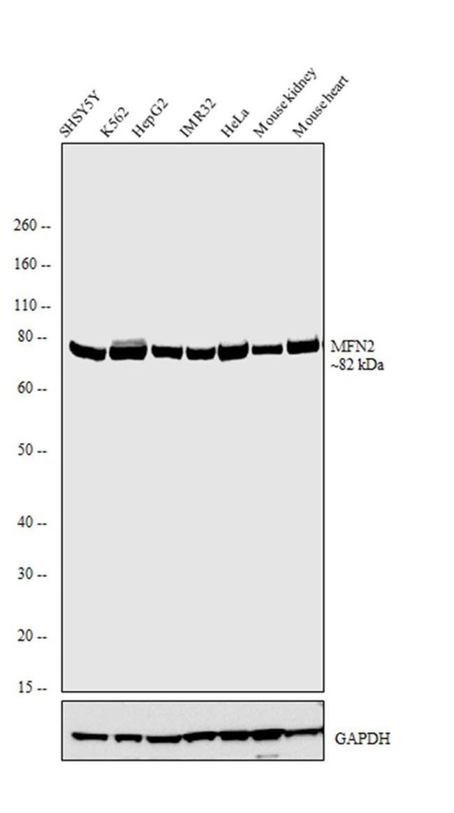 MFN2 Antibody in Western Blot (WB)