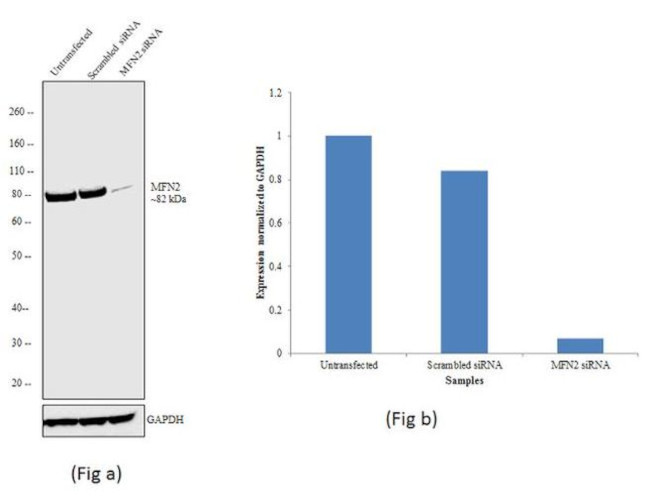 MFN2 Antibody