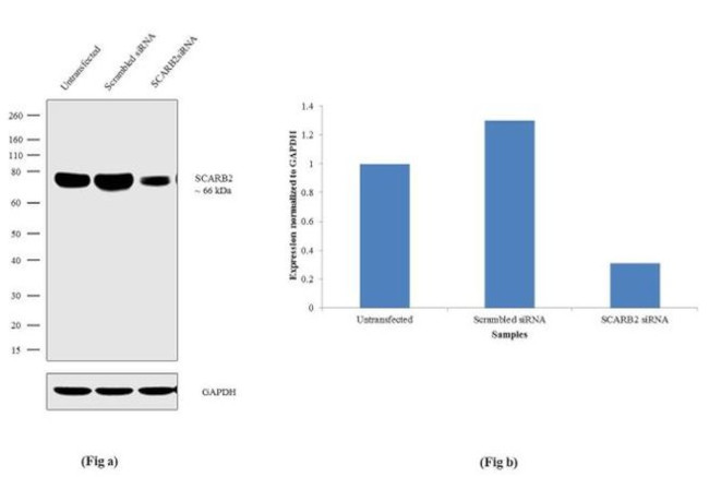 LIMP2 Antibody