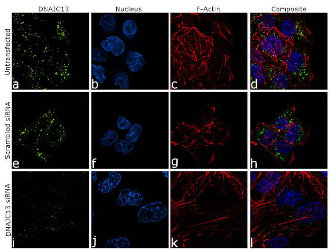 DNAJC13 Antibody