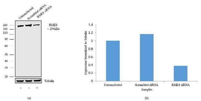 DNAJC13 Antibody in Western Blot (WB)