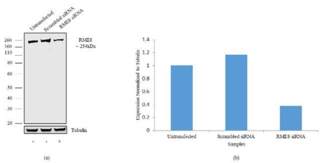 DNAJC13 Antibody