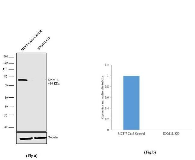 DNM1L Antibody in Western Blot (WB)